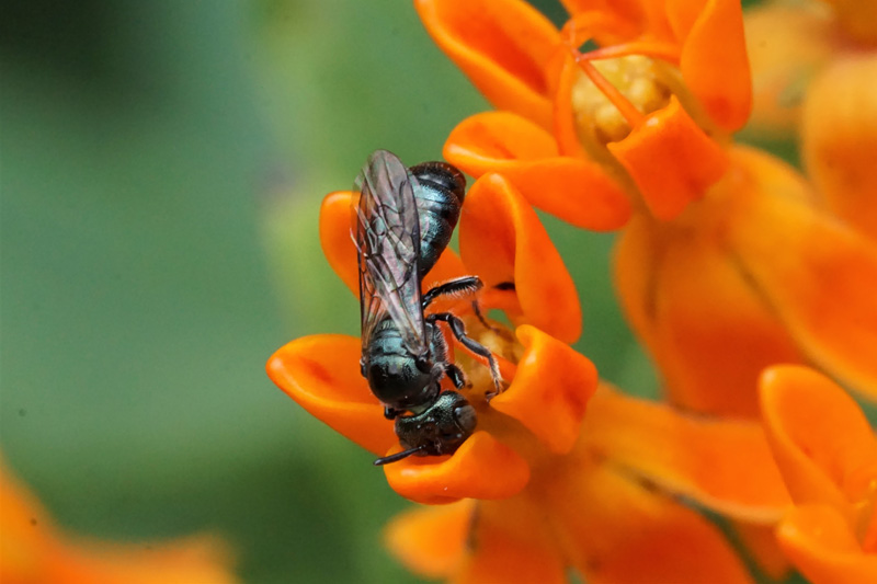eastern-carpenter-bee-2.jpg