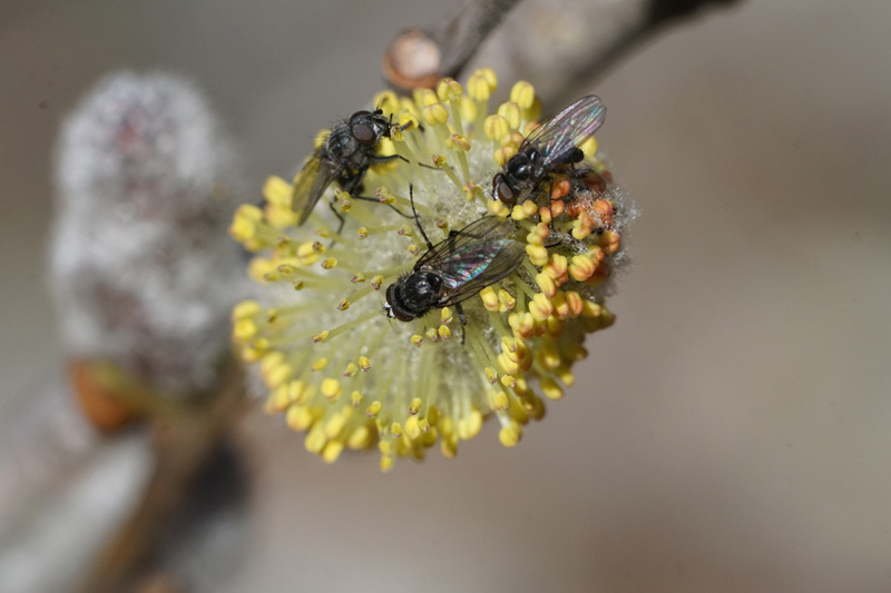 flies-willow-catkin.jpg