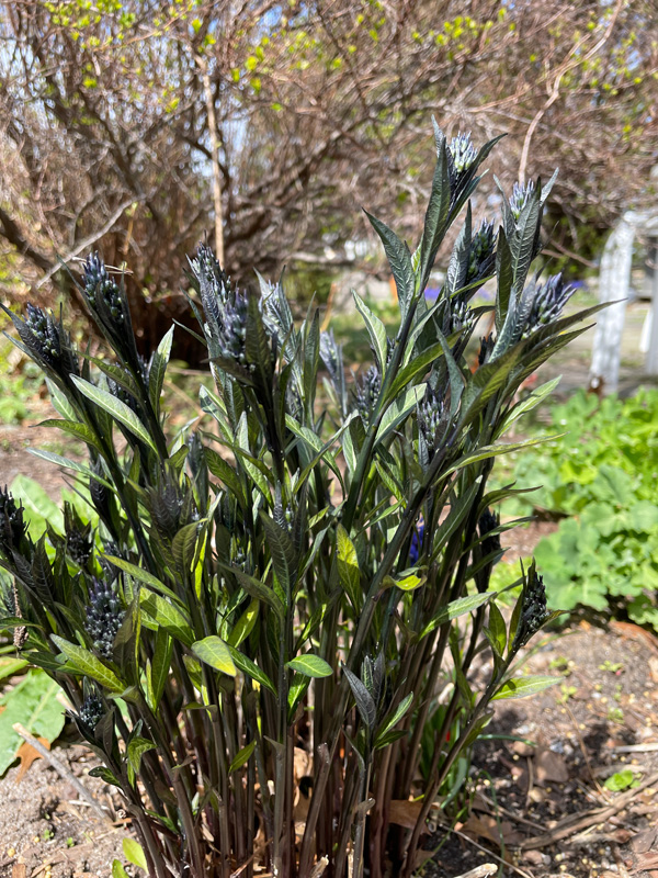 deborah-buress-garden-IMG_9225.jpg