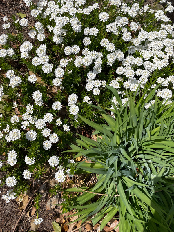 deborah-buress-garden-IMG_9243.jpg