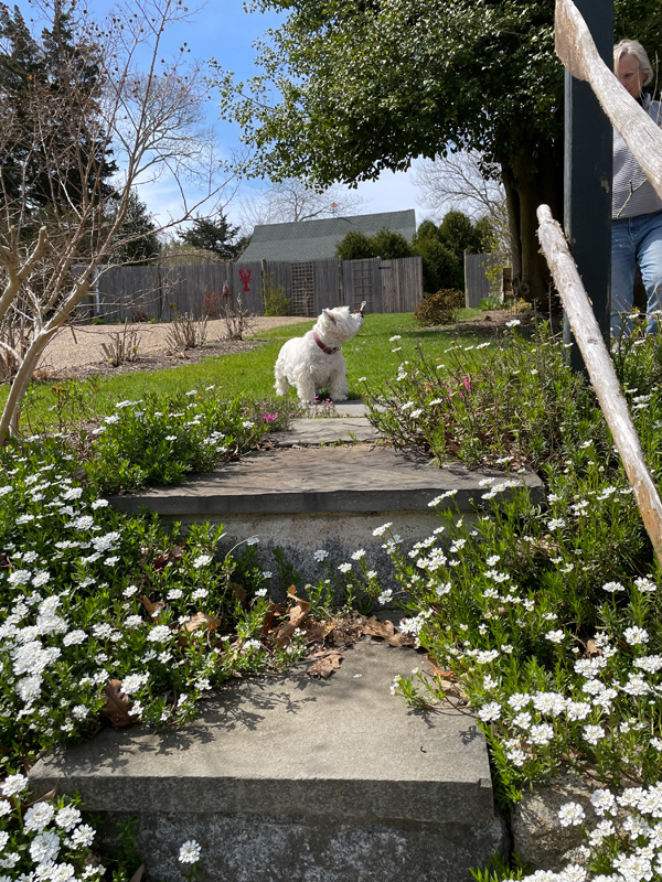 deborah-buress-garden-IMG_9244.jpg