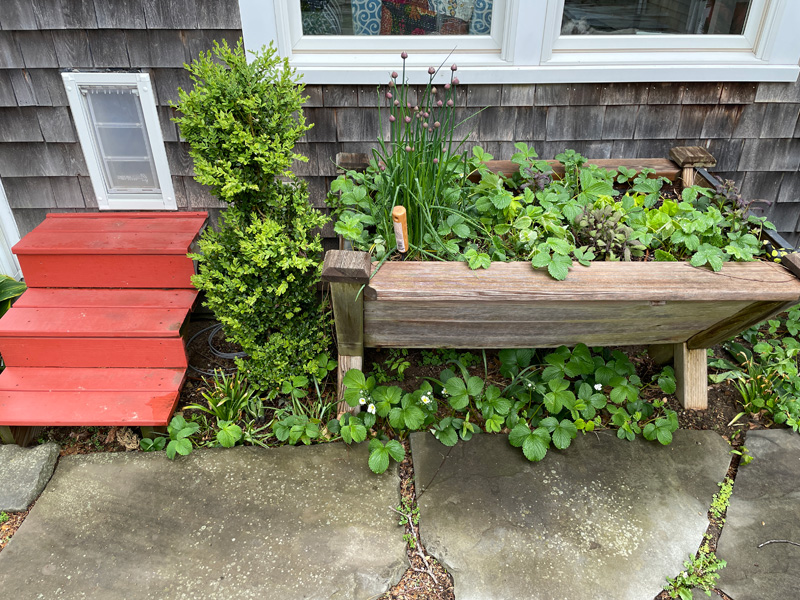 deborah-buress-garden-IMG_9397.jpg