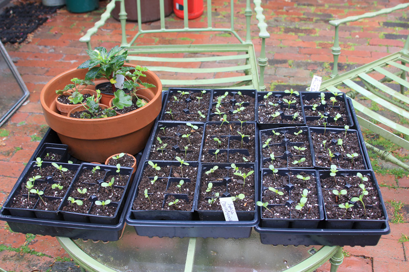 zinnia-flower-seedlings.jpg