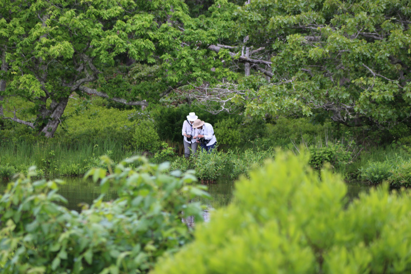 bioblitz-identification.jpg