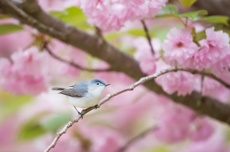 blue-gray-gnatcatcher-bird.jpg