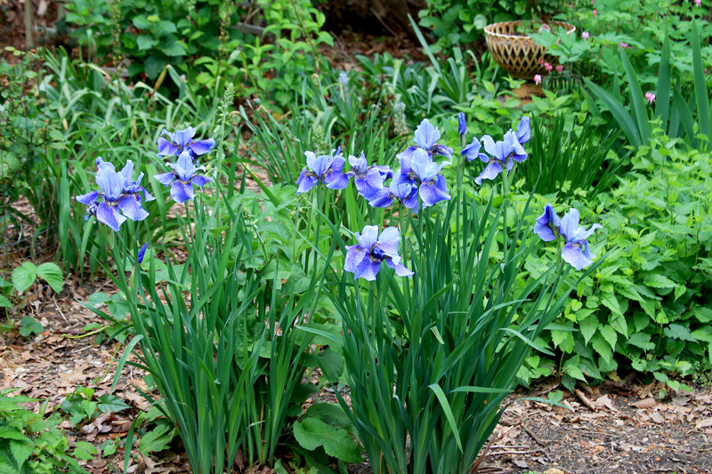 blue-iris-flowers.jpg