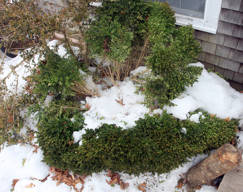 boxwood-plant-winter.jpg