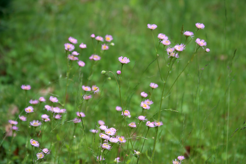 flea-bane-erigeron-flowers.jpg