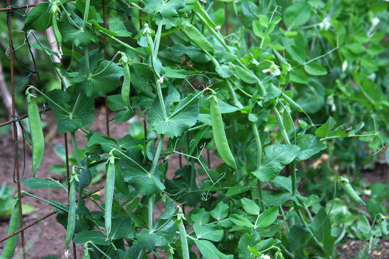 pea-pod-plants.jpg