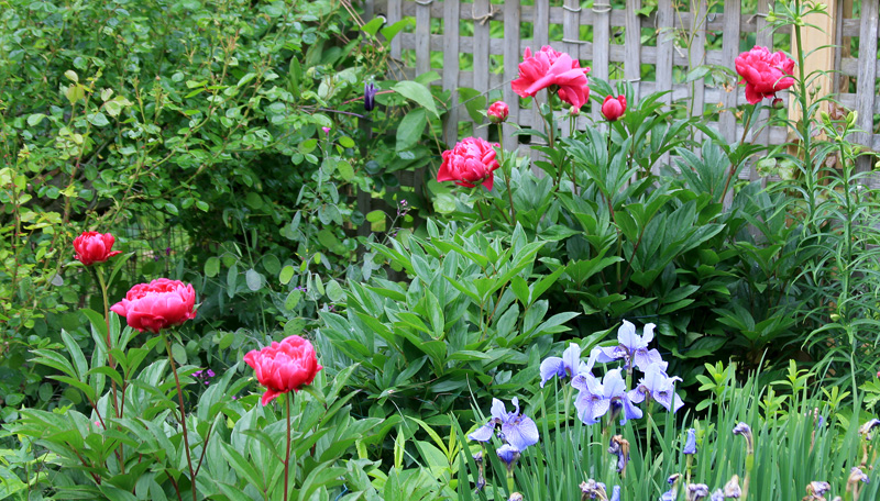 peony-iris-clematis-flowers.jpg