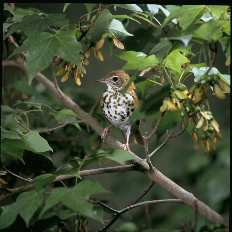 wood-thrush-bird.jpg