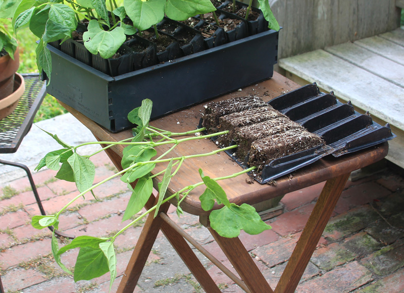 bean-seedlings-roots.jpg