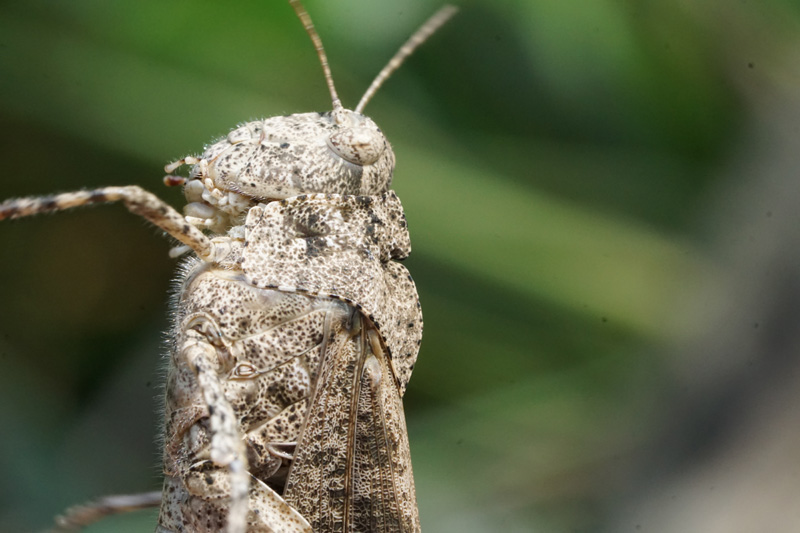 carolina-grasshopper-thorax.jpg