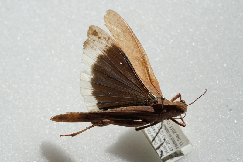 carolina-grasshopper.jpg