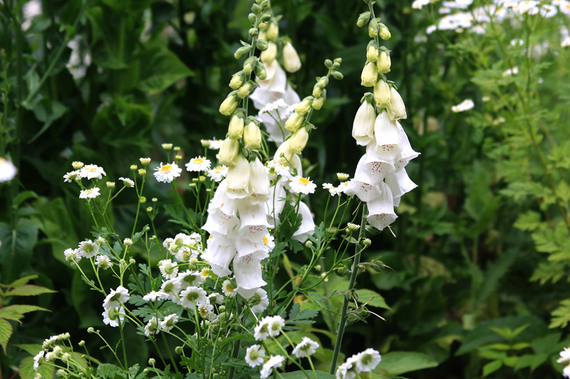 feverfew-foxglove-flowers.jpg