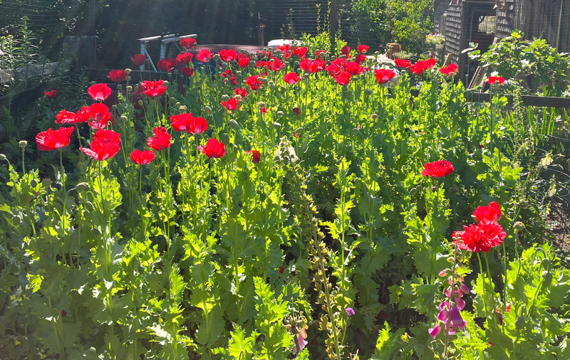 poppy-flowers-red.jpg