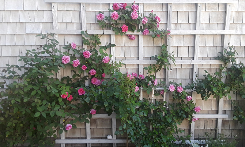 rose-flowers-trellis.jpg