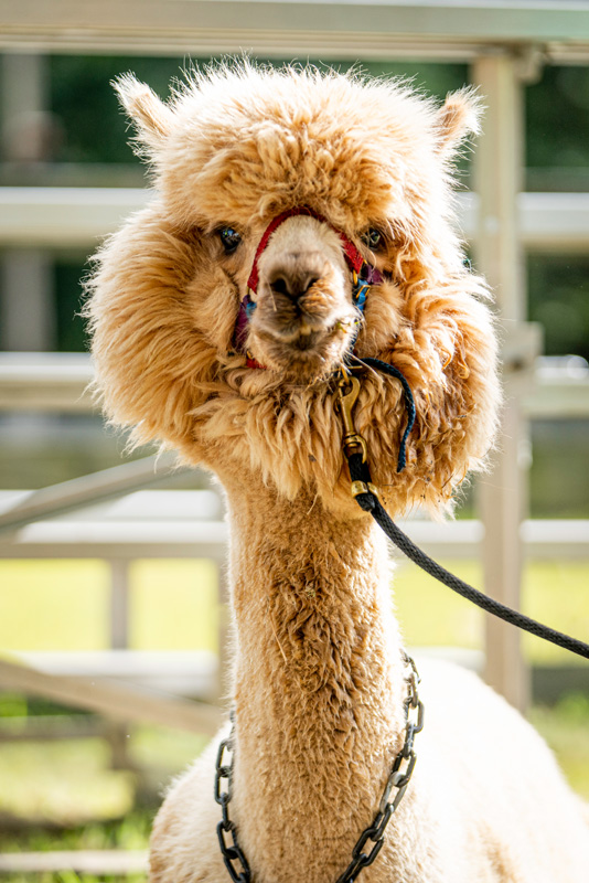 210821_MV_Ag_Fair-20.jpg