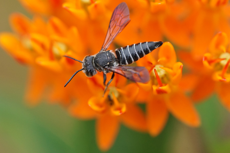 bee-coelioxys.jpg