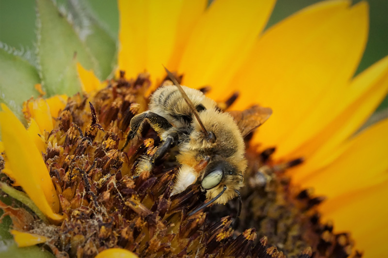 bee-megachile-male.jpg