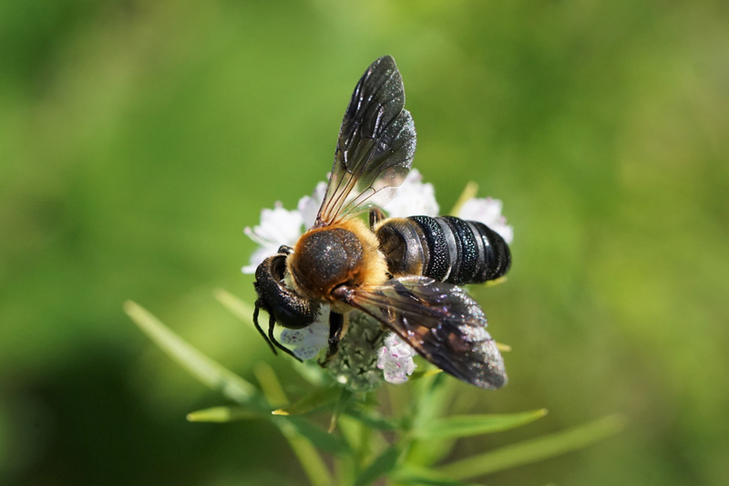 bee-sculptured-resin.jpg