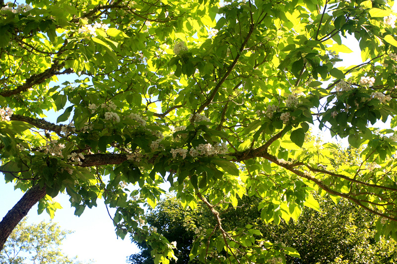 catalpa-tree-rain.jpg