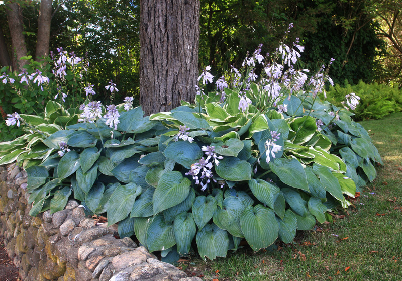 hosta-plant-flowers.jpg