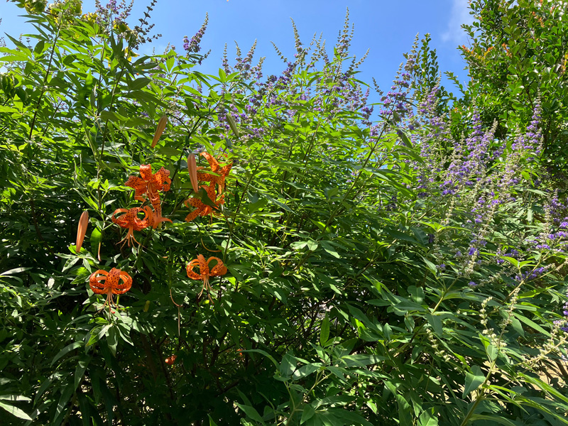 lavender-tiger-lily-flowers.jpg