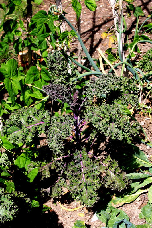redbor-russian-kale.jpg