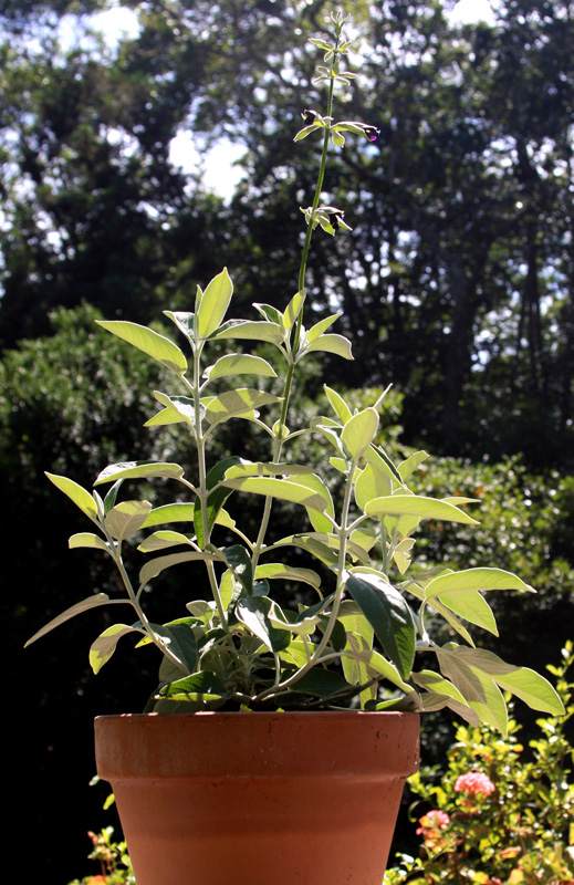salvia-potted-plant.jpg