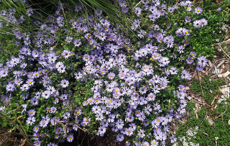 asters-october-skies.jpg