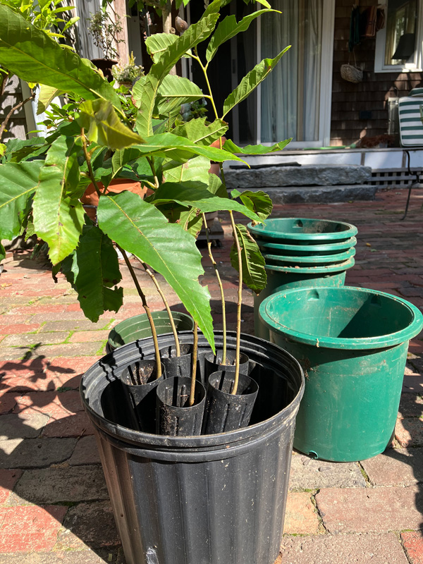 chestnut-seedlings.jpg