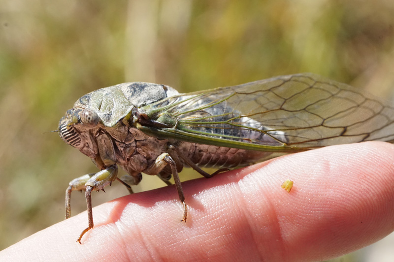 correllus-state-forest-cicada-1.jpg