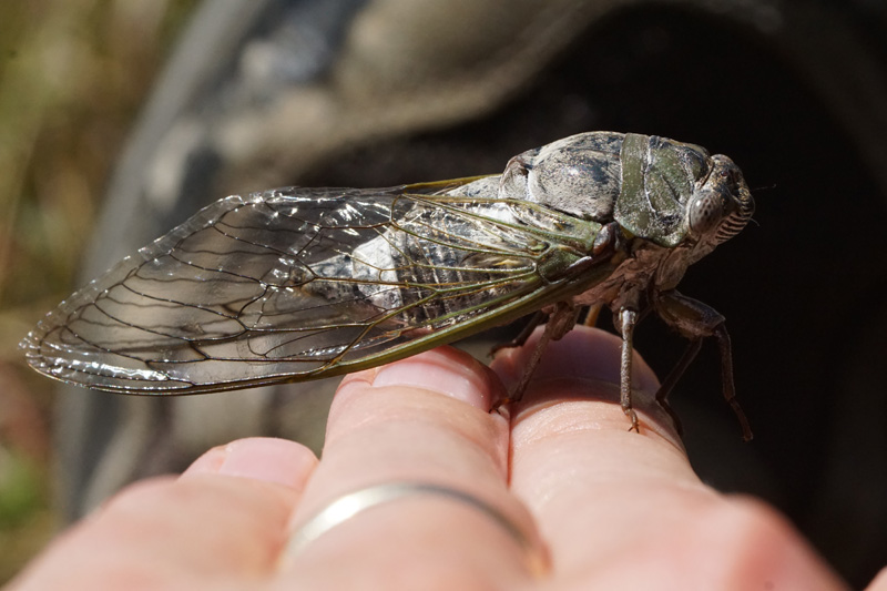 correllus-state-forest-cicada-2.jpg