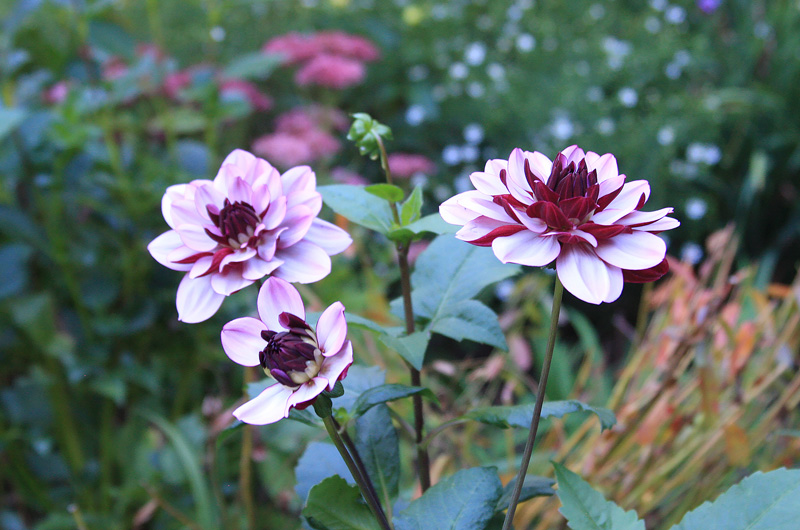 dahlia-flowers.jpg
