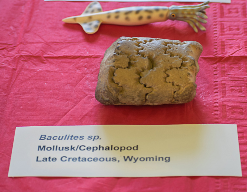fossil-day-exhibits-17.jpg