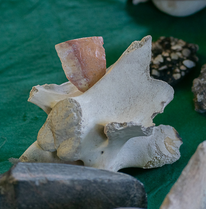 fossil-day-exhibits-3.jpg