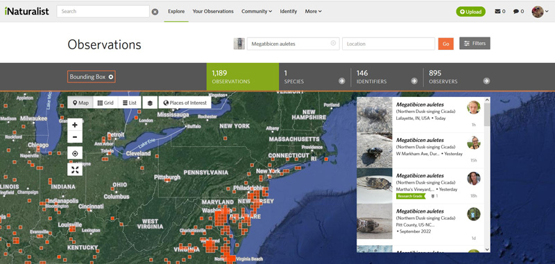 inaturalist-map-northern-cicada.jpg