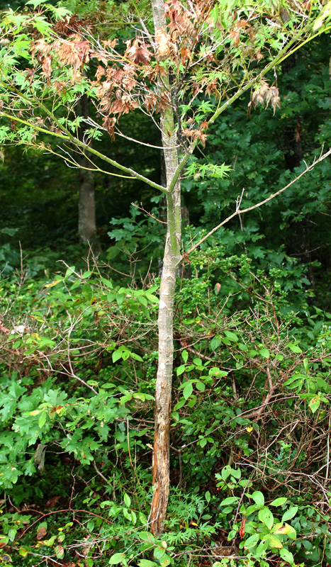 japanese-maple-tree.jpg