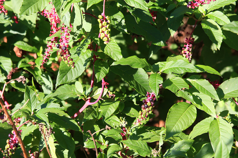 pokeweed-plants.jpg