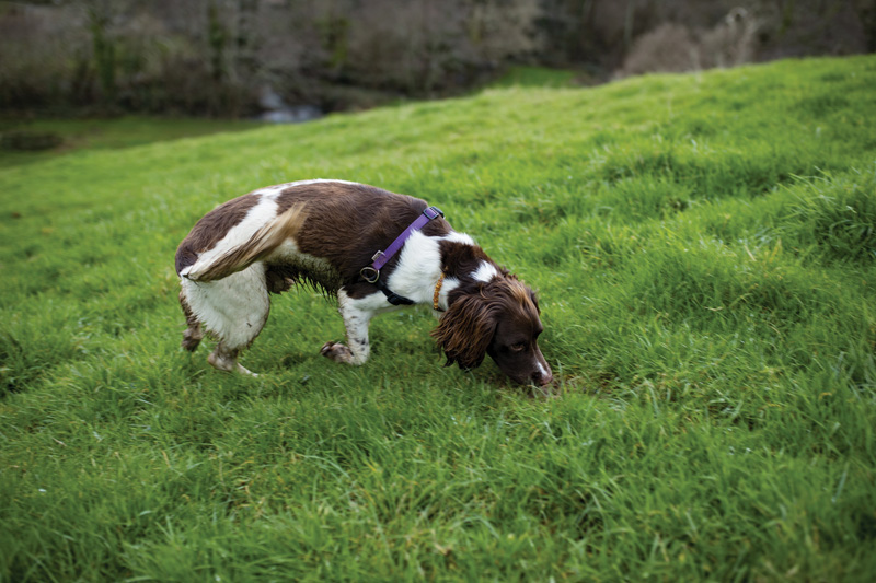 Dog_sniffing_grass.jpg