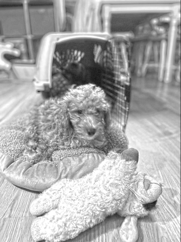 Doodles_DogCharmer bnw.jpg