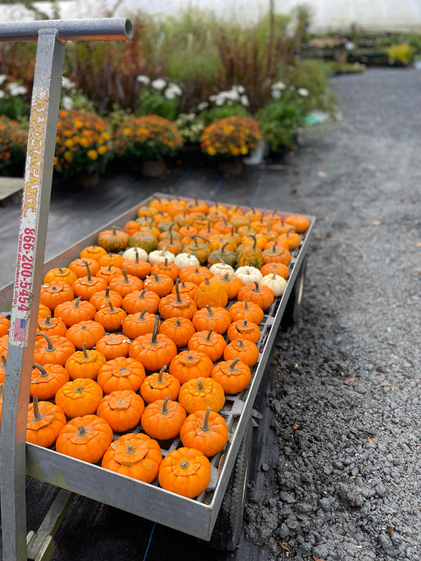 Harvest-fest-mini-pumpkins.jpg