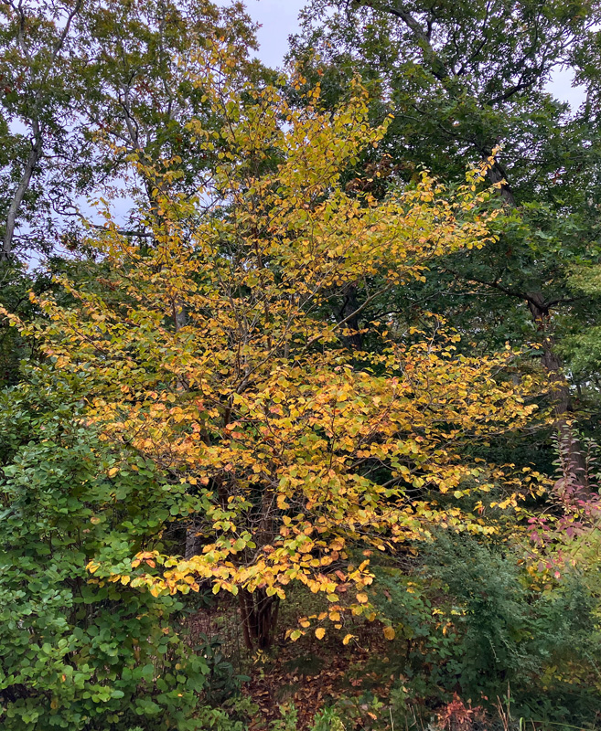 Witch Hazel.jpg