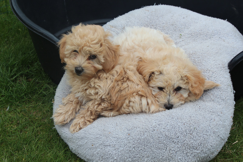 dogs-sharing-bed.jpg