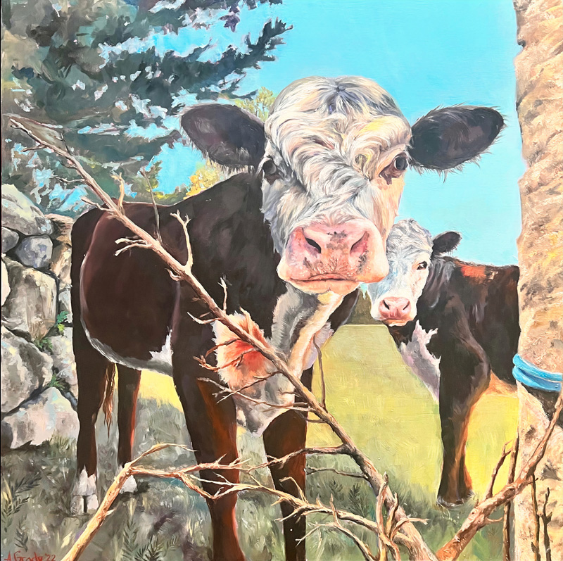 Alena Grady cows
