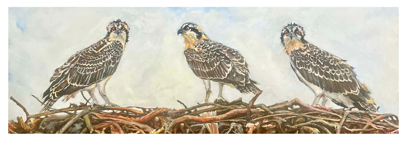 Alena-Grady_birds.jpg