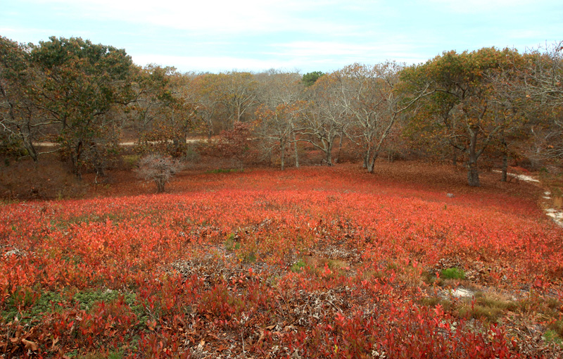 Blueberry-field.jpg
