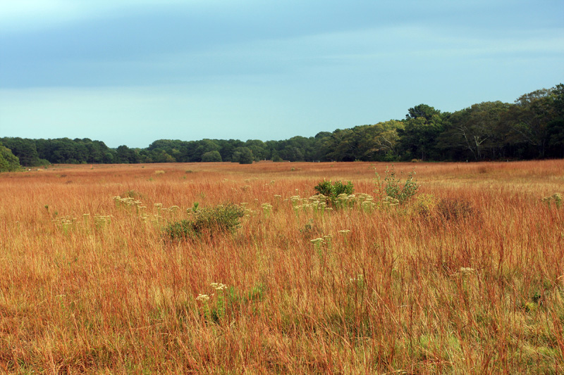 Bluestem-Grass.jpg