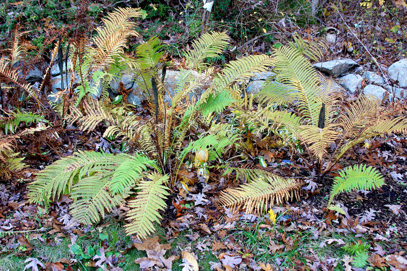 Ferns .jpg